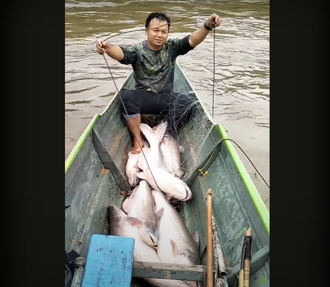 Cara Menangkap Ikan Patin Dengan Jaring Membentang Sungai Kayan